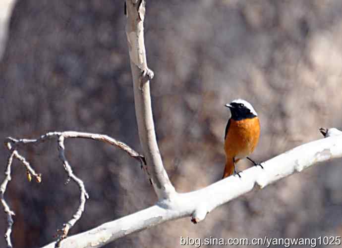 雄性北红尾鸲（随拍）