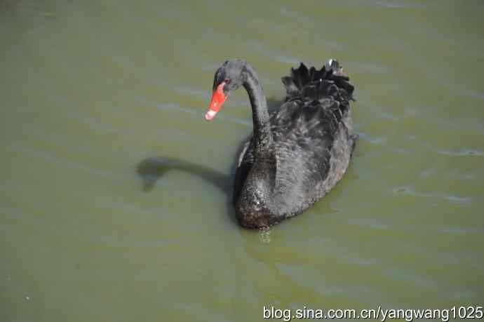 再游麋鹿苑（黑天鹅篇）