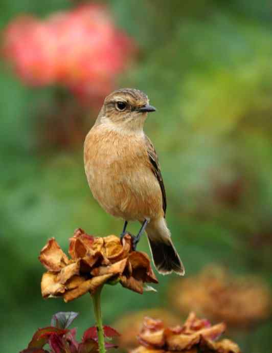 黑喉石鵖mm写真