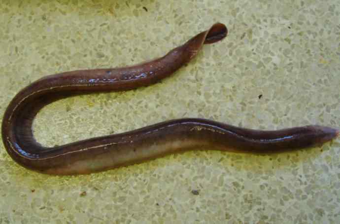 鱼类活化石：盲鳗