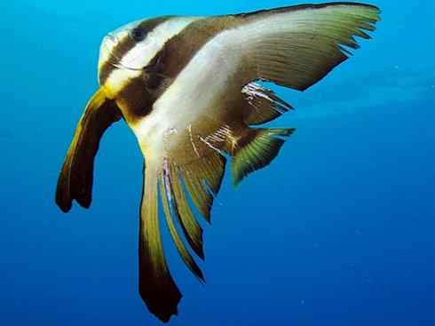 鱼类活化石:澳洲肺鱼 鱼类活化石:澳洲肺鱼