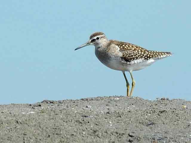 翠明湖畔观鸟儿情