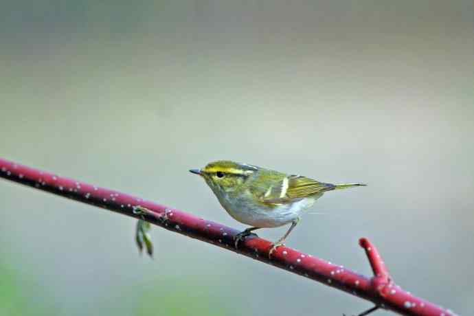 黄腰柳莺（26）