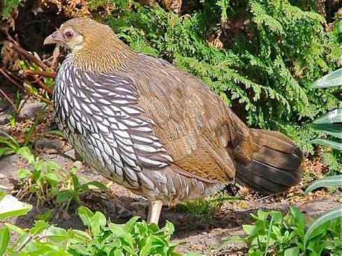 凤凰：传说的鸟原型探秘（原鸡）