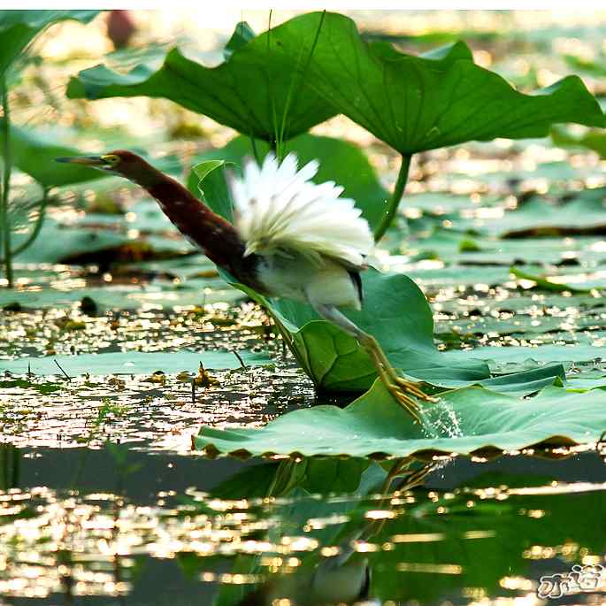 圆明园&nbsp;wbr路&nbsp;wbr池鹭抓了条大鱼