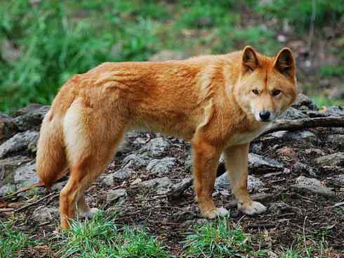 犬科：犬亚科犬属之澳洲野犬、歌唱犬、家犬