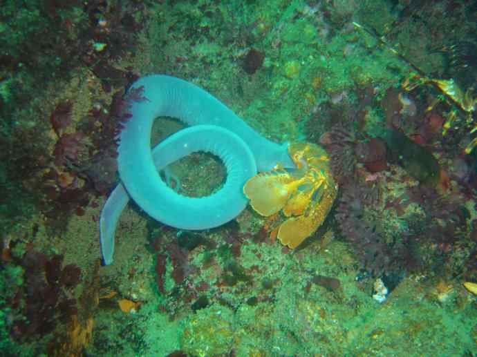 鱼类活化石:盲鳗 鱼类活化石:盲鳗