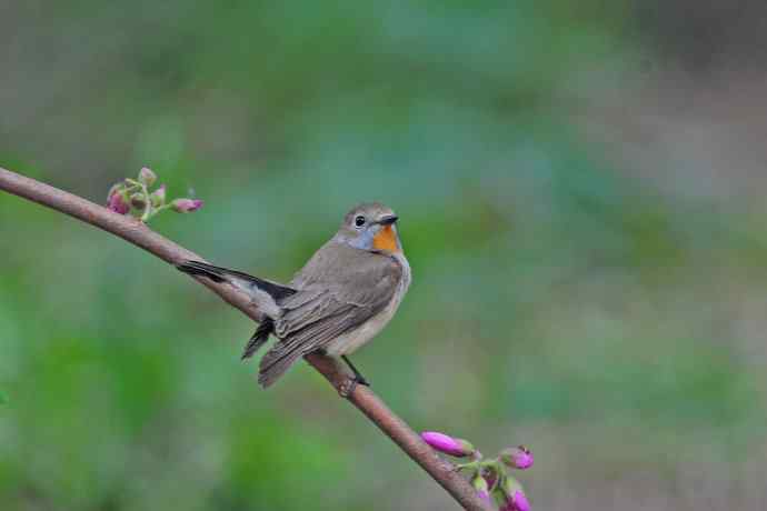 雄性红喉姬鹟(12) 雄性红喉姬鹟(12)