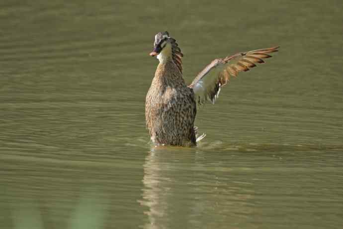 逆光白鹭、林中池鹭、湖中野鸭