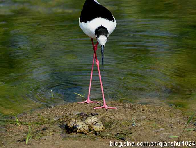 美丽优雅黑翅长脚鹬,就要当爸爸妈妈了