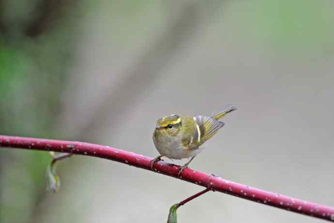 黄腰柳莺（25）