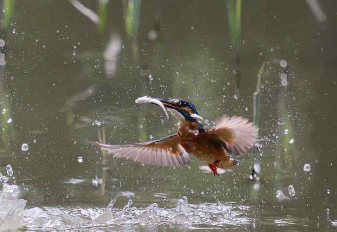 220.可爱小翠--飞姿图