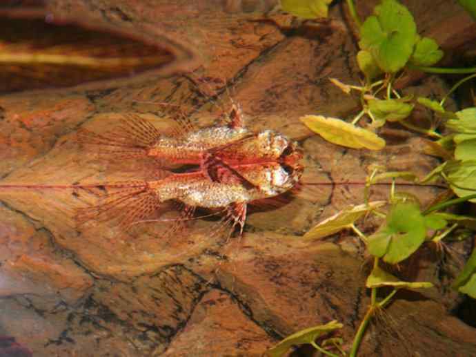 鱼类活化石：齿蝶鱼