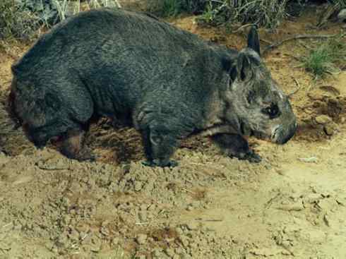 盘点十二大著名食蚁动物：袋食蚁兽