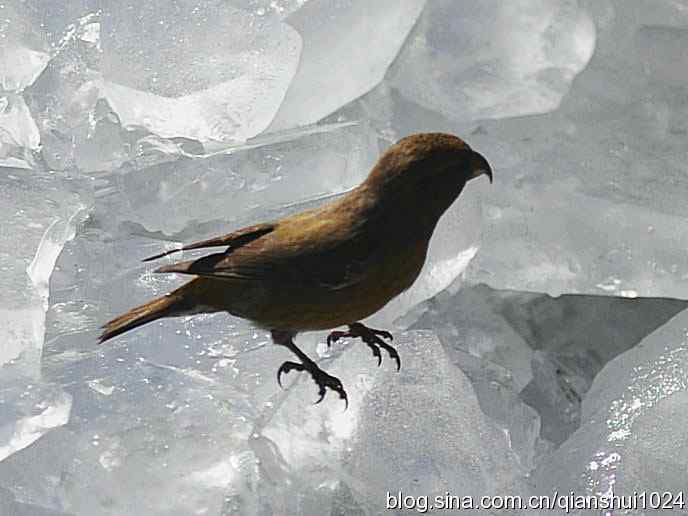 虎年最后一只鸟.交嘴雀(植物园)