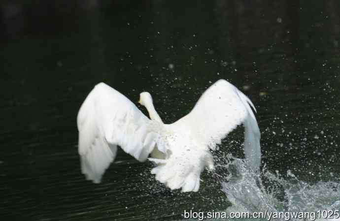 舞（天鹅之舞）