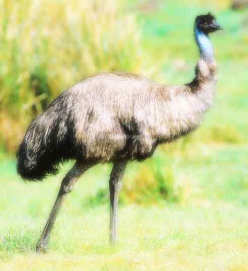 家禽驯化之源之十二 家禽驯化之源之十二