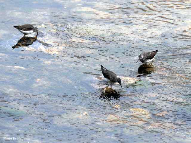 十渡的鸟儿看过来