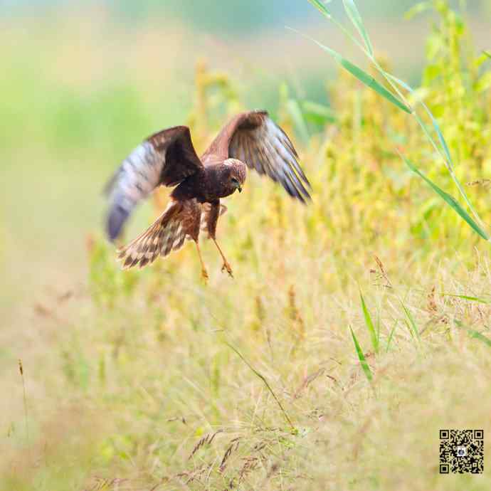 悬停舞者鈥斺斎叼