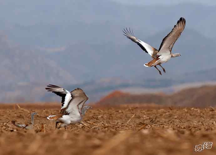 密云水库&nbsp;wbr路&nbsp;wbr大鸨