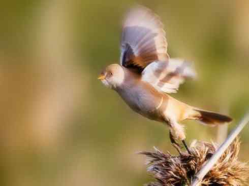 家禽驯化之源之二十