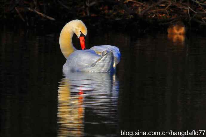 天鹅回眸：辞旧