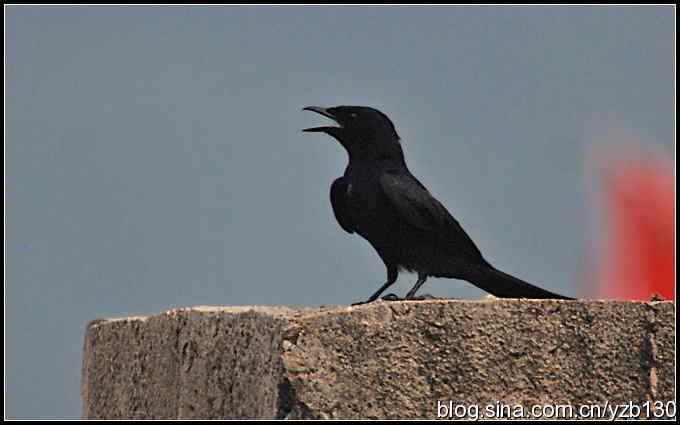 金海湖的鸟（1）鈥斺敽诰砦玻ㄗ橥迹