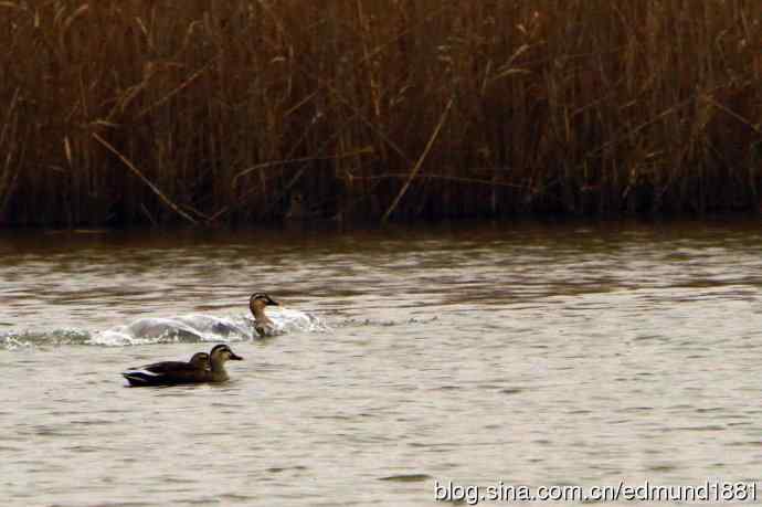 穷人大炮-量力而为之打鸟作乐