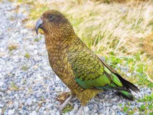 天生猎手:非猛禽类猎手之七 天生猎手:非猛禽类猎手之七