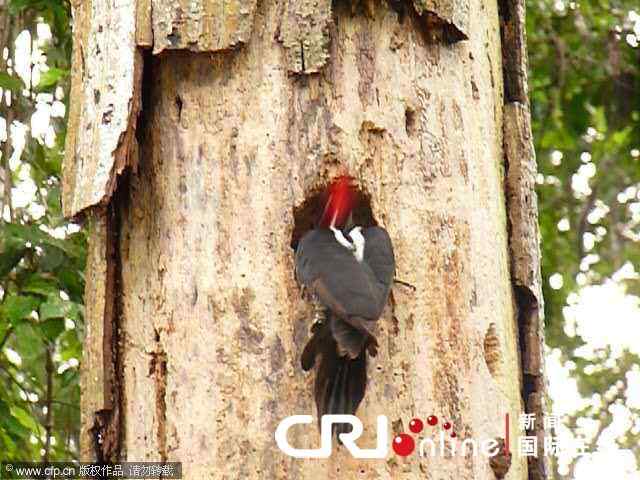【视频】勇敢的啄木鸟 敢于和蛇战斗