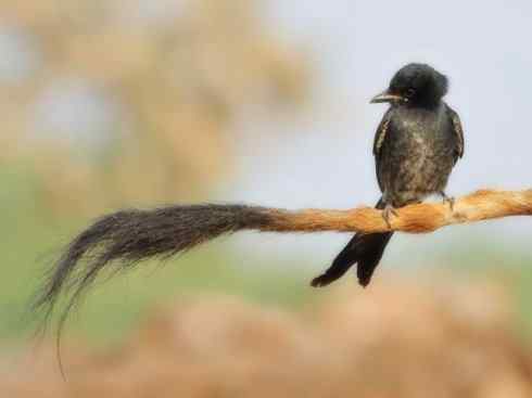 雀鸟也彪悍：黑侠（黑卷尾）