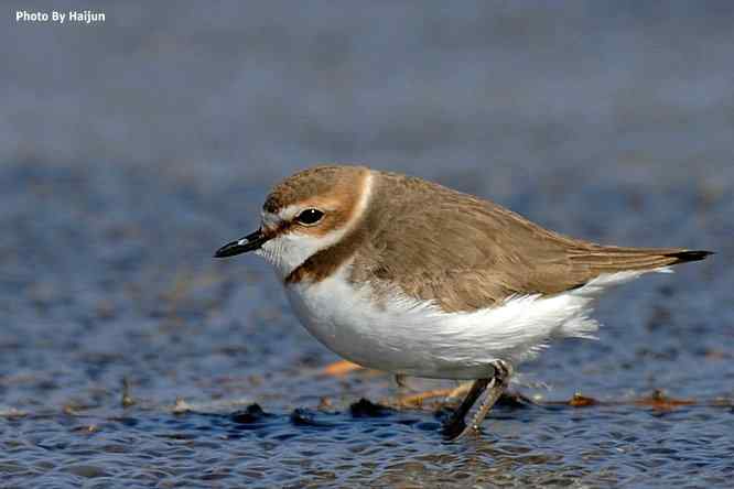 野鸭湖追拍环颈鸻