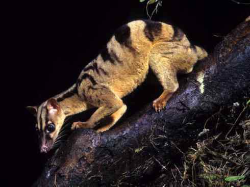 犬科:犬亚科犬属之金豺、黑背豺(胡狼类) 犬科:犬亚科犬属之金豺、黑背豺(胡狼类)