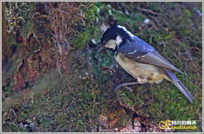 旋木雀&bull;煤山雀&bull;柳莺【照片】
