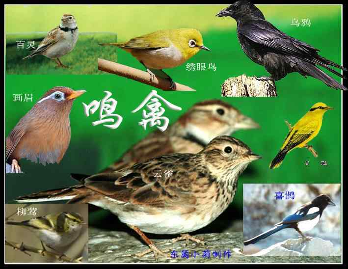 鸟类能手 鸟类能手