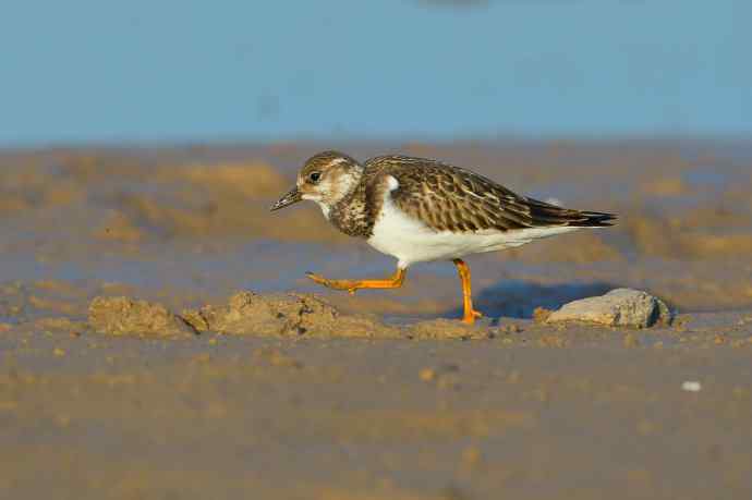 一组野鸭湖的鸻(heng)鹬(yu)类鸟