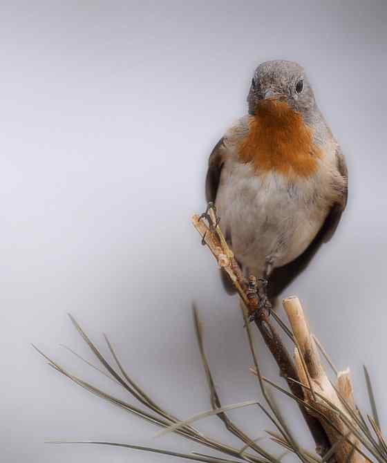 圆明园的红胸姬鹟