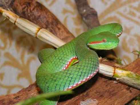 龙：传说的兽原型探秘（蝮蛇类）