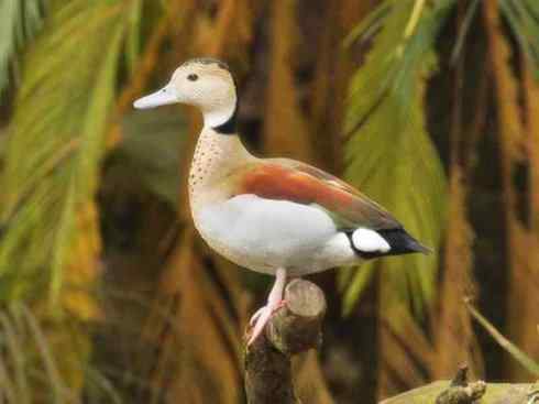 欣赏：美丽的栖鸭2