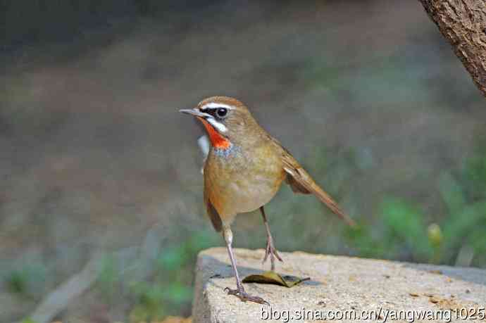 雄性红喉歌鸲（23）