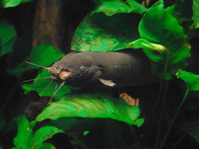 鱼类活化石：裸臀鱼