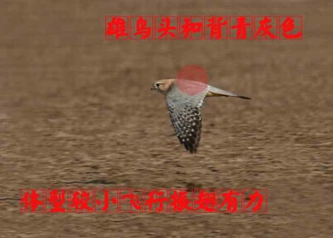 猛禽大全——中国东部地区27种迁徙类猛禽辨识