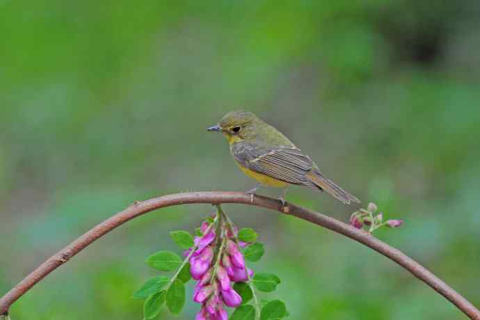 雌性绿背姬鶲（11）
