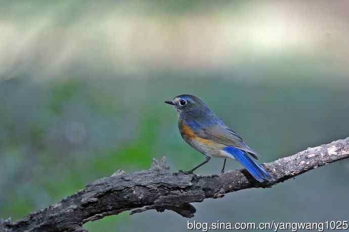 雄性红胁蓝尾鸲（32）