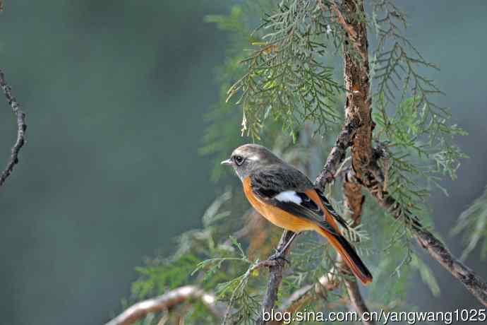 雄性北红尾鸲(33) 雄性北红尾鸲(33)