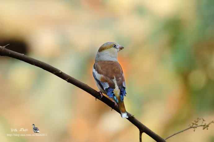 个人新鸟种鈥斺斘烊
