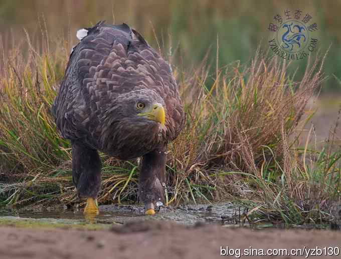 难忘断背山（组图，一个视频，20张图片）