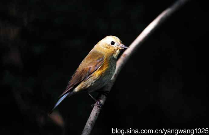 雌性红胁蓝尾鸲（62）