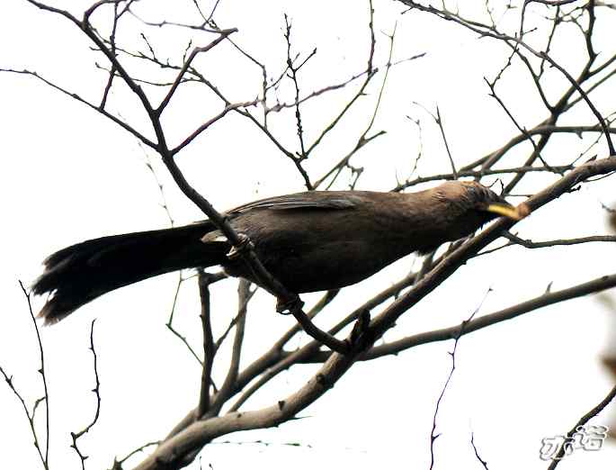 北京西山&nbsp;wbr路&nbsp;wbr北红尾鸲和山噪鹛