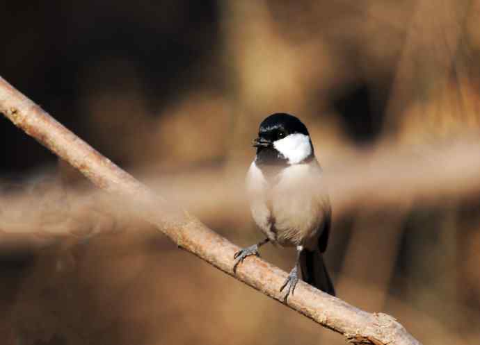 随走随拍（警觉的大山雀）